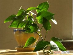 绿萝的养殖方法 教花友如何养好绿萝