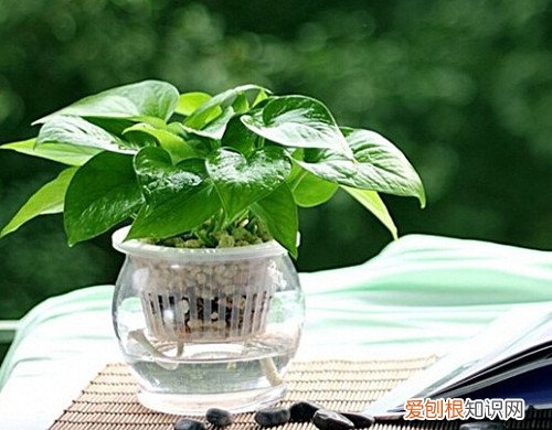 绿萝的养殖方法 教花友如何养好绿萝