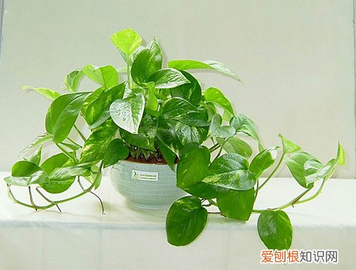 绿萝的养殖方法 教花友如何养好绿萝