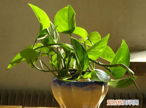 绿萝的养殖方法 教花友如何养好绿萝