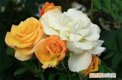 香水花应该怎么养呢 法国香水什么时候开花