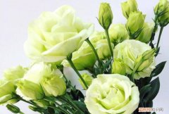 桔梗对猫咪有毒么 洋桔梗对猫来说有毒吗