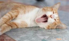 猫正常一分钟呼吸多少次 猫的呼吸一分钟多少次