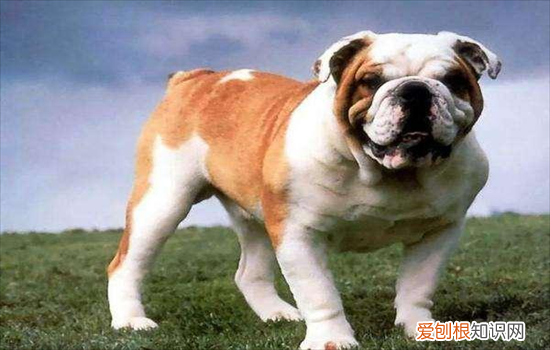 ?脸上有褶皱的狗有哪些