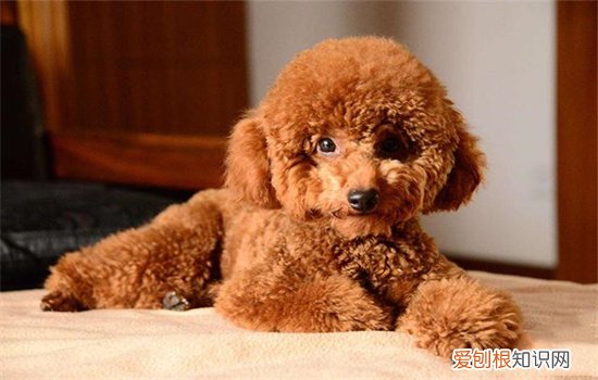 泰迪狗怎么会掉毛 泰迪狗掉毛吗