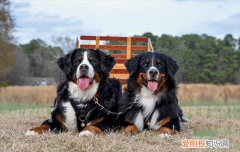 伯恩山犬为什么寿命短知乎 伯恩山犬为什么寿命短