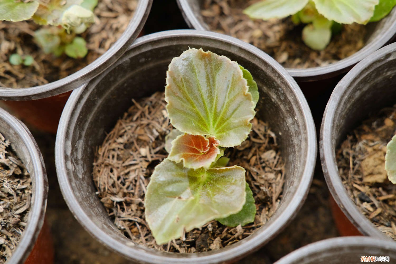 四季海棠冬天怎么养护 四季海棠冬天怎么过冬，四季海棠图片