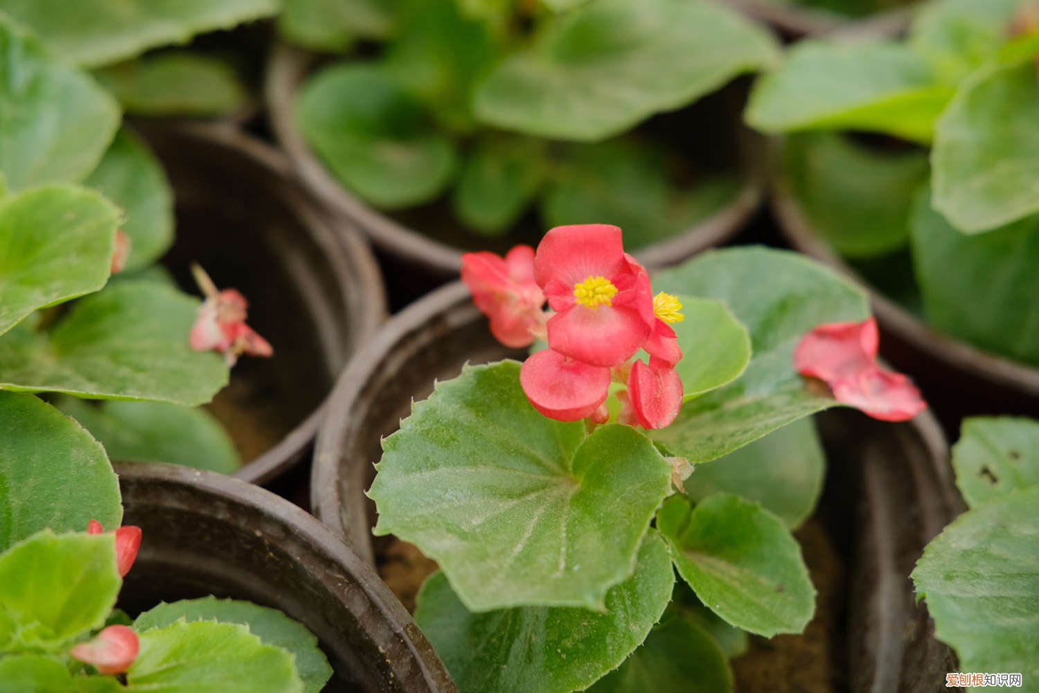 四季海棠冬天怎么养护 四季海棠冬天怎么过冬，四季海棠图片