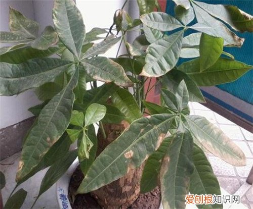 发财树叶子变黄怎么办 教你6个解决方法轻松搞定