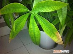 发财树叶子变黄怎么办 教你6个解决方法轻松搞定