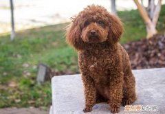 小型泰迪几个月能长成定型 泰迪几个月定型不长了