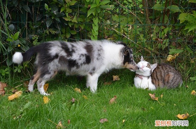 斑点狗属于什么犬种 斑点狗属于什么型犬