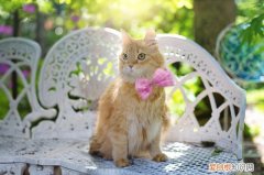 猫的寿命大概有几年 猫有几年的寿命