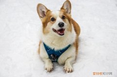 柯基是牧牛犬吗 柯基是牧牛犬吗