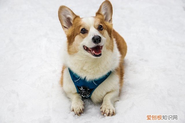 柯基是牧牛犬吗 柯基是牧牛犬吗