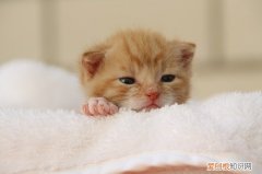 公母猫怎么区分图解 公母猫怎么区分