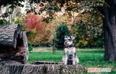 雪纳瑞怕热吗 雪纳瑞夏天怕热吗