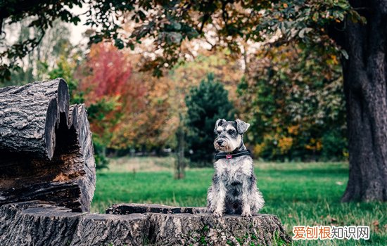 雪纳瑞怕热吗 雪纳瑞夏天怕热吗