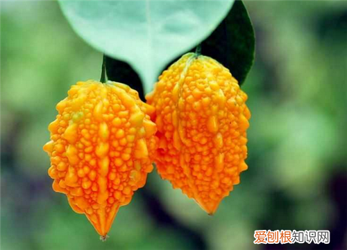 金铃子的功效和作用金铃子的食用方法