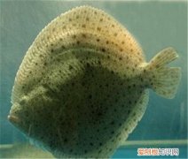 多宝鱼养殖方法介绍 哪些人不能吃多宝鱼