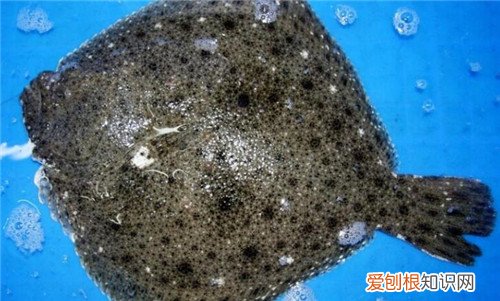 多宝鱼养殖方法介绍 哪些人不能吃多宝鱼