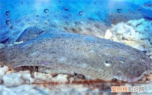 多宝鱼养殖方法介绍 哪些人不能吃多宝鱼