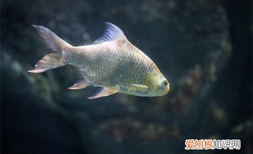 淡水鱼养殖三大技术淡水鱼和海鱼哪种更有营养