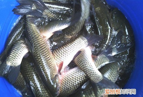 淡水鱼养殖三大技术淡水鱼和海鱼哪种更有营养