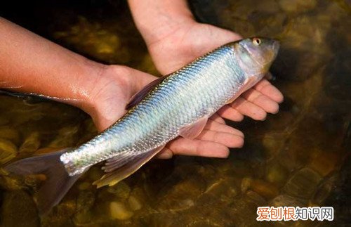 淡水鱼养殖三大技术淡水鱼和海鱼哪种更有营养