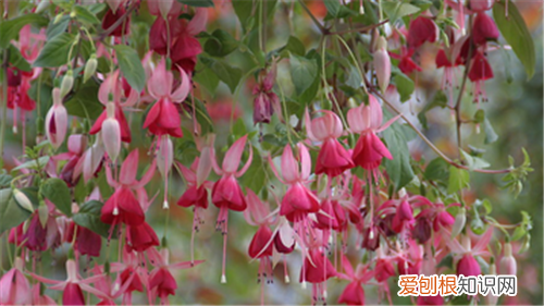 海棠花图片大全养殖海棠花的方法