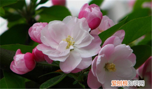 海棠花图片大全养殖海棠花的方法