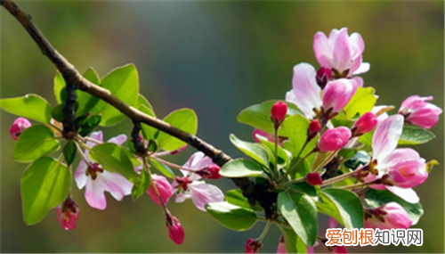 海棠花图片大全养殖海棠花的方法