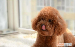 ?棕色的狗有哪些品种