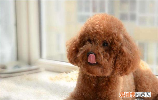 ?棕色的狗有哪些品种