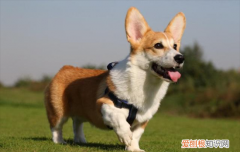 柯基成年要几个月 柯基几个月成年