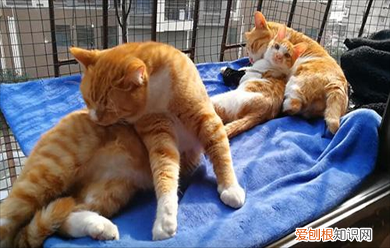 如何辨别猫咪的公母 怎么分辨猫咪的公母