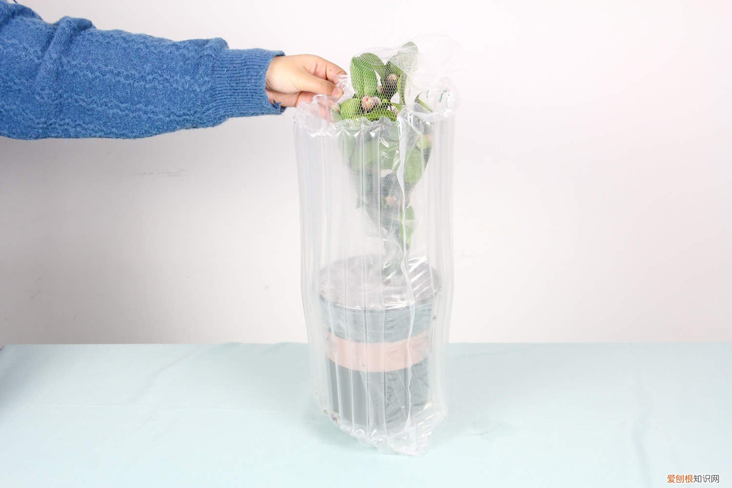 茶树压条繁殖 茶花压条多久生根，空中压条繁殖技术