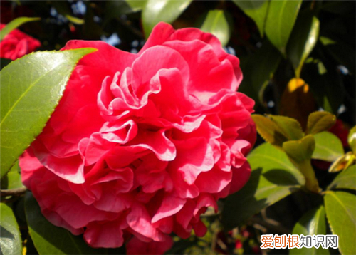 山茶花的作用与功效山茶花有哪些药用价值