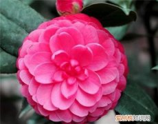 山茶花的作用与功效山茶花有哪些药用价值