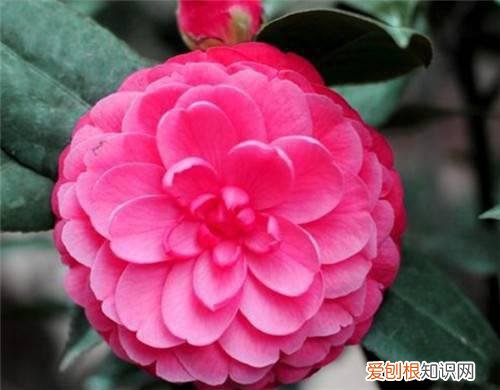 山茶花的作用与功效山茶花有哪些药用价值