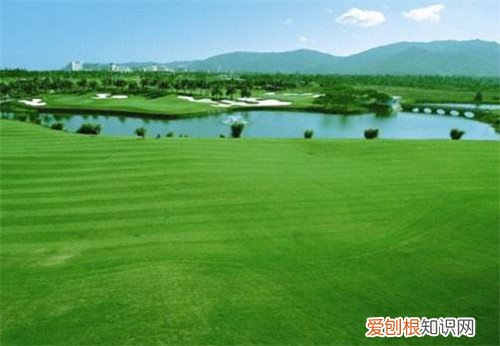 夏威夷草价格贵不贵 如何打理夏威夷草