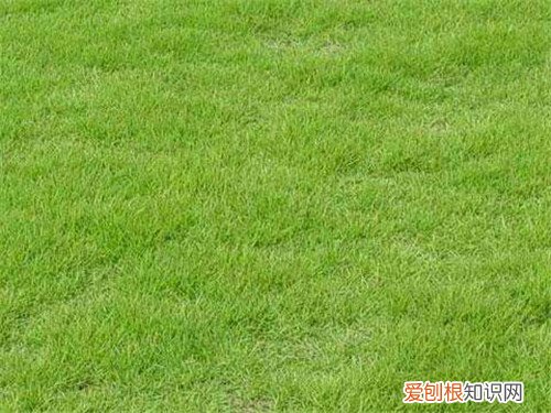 夏威夷草价格贵不贵 如何打理夏威夷草