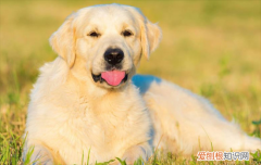 ?金毛为什么叫金毛寻回犬