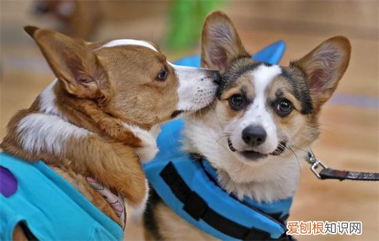 柯基的脸怎么样的好看 柯基脸长好还是脸短好