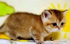 美短猫好养吗容易生病吗? 美短好养吗容易生病吗