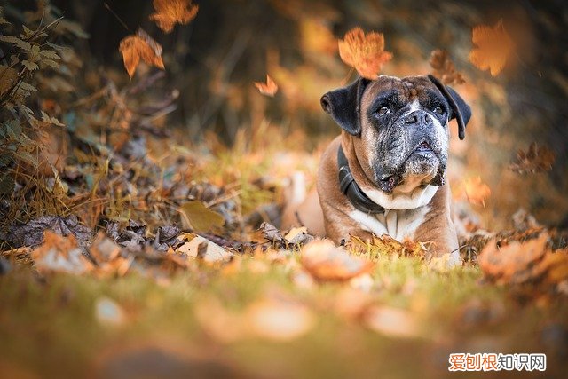法斗和沙皮的区别图片 法斗和沙皮有什么区别