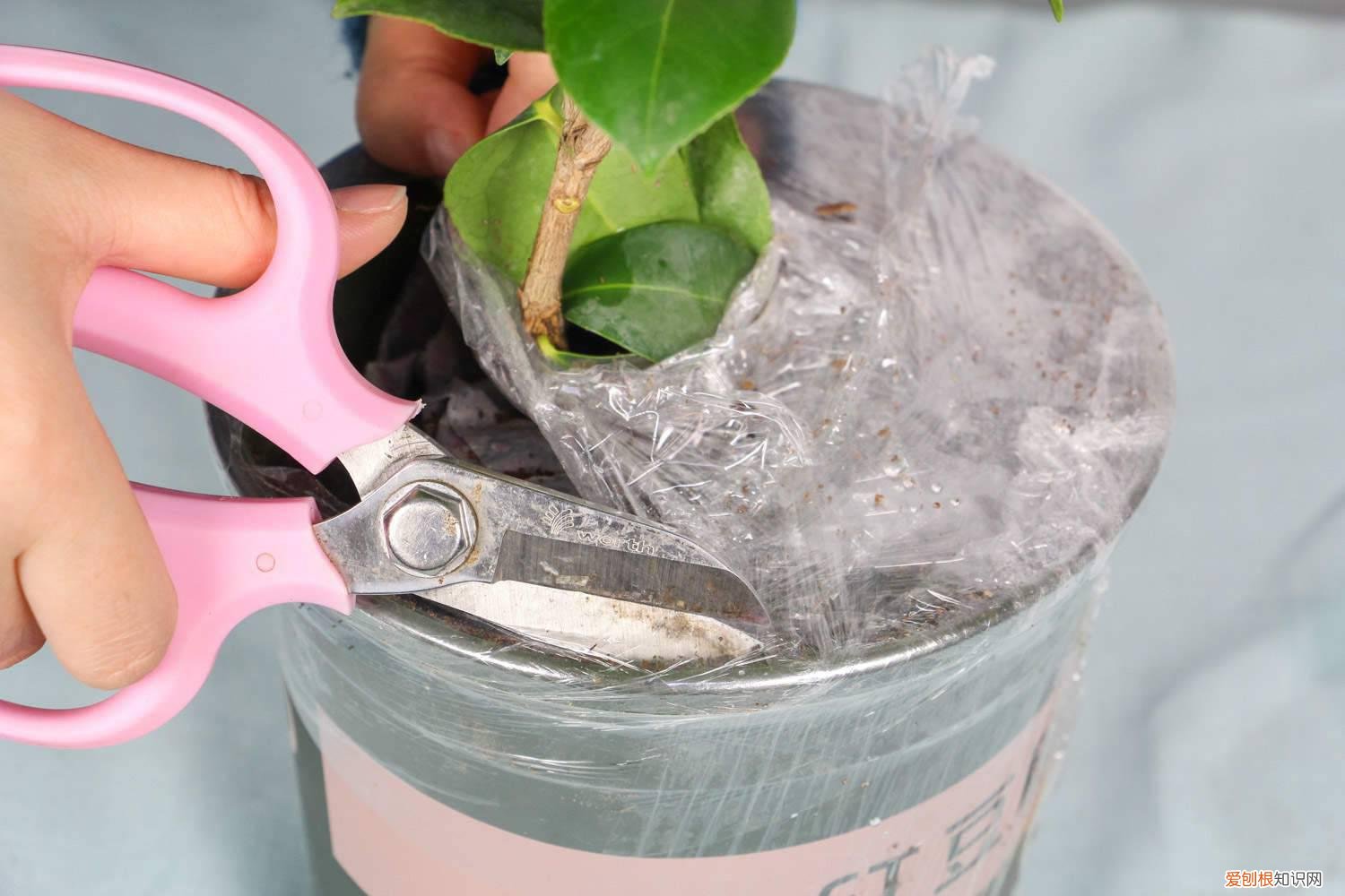 茶花播种到开花的时间,茶花播种时间是多少 茶花播种到开花的时间，茶花播种时间