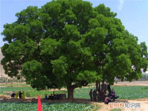 槐树的资料是怎样的 槐树分哪些种类