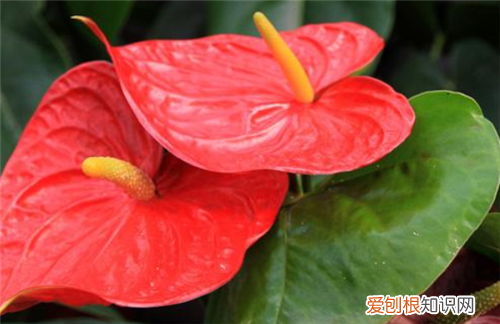 火鹤花花语是什么什么场合适合送红掌花