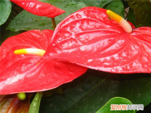 火鹤花花语是什么什么场合适合送红掌花